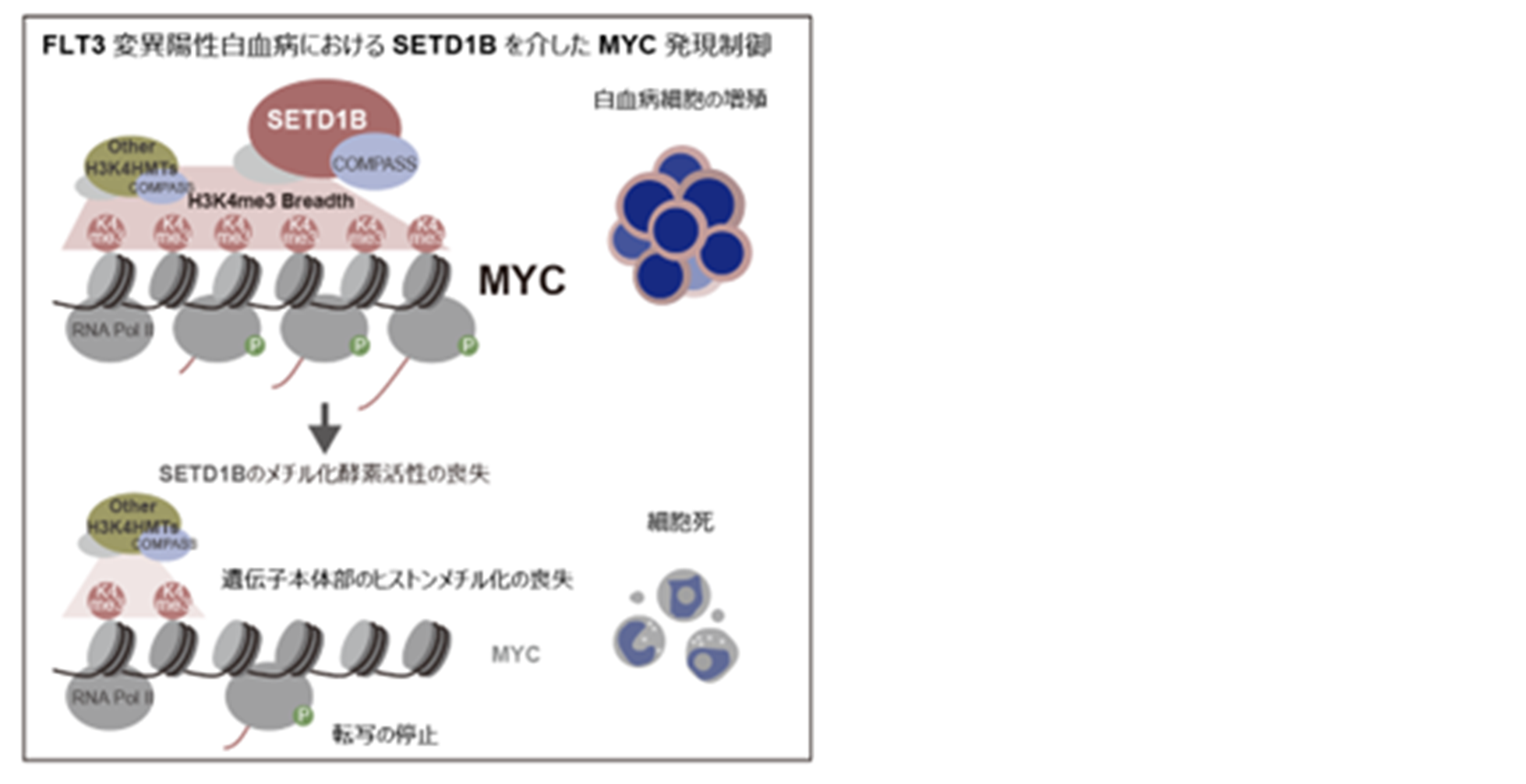 250529_MYC1.1.png